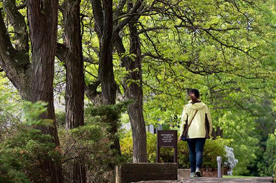 Photo of a person in a yellow jacket walking past several large trees